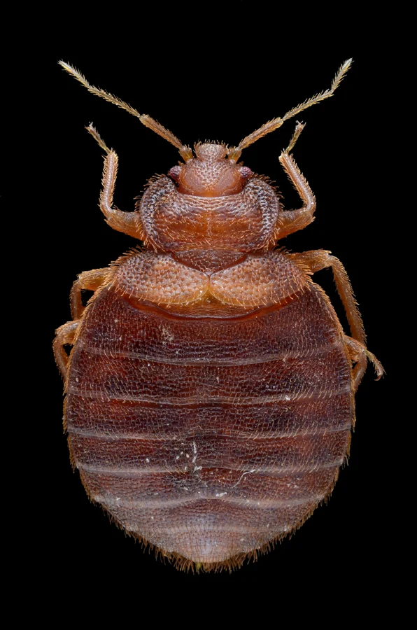 Bed bugs identification reference