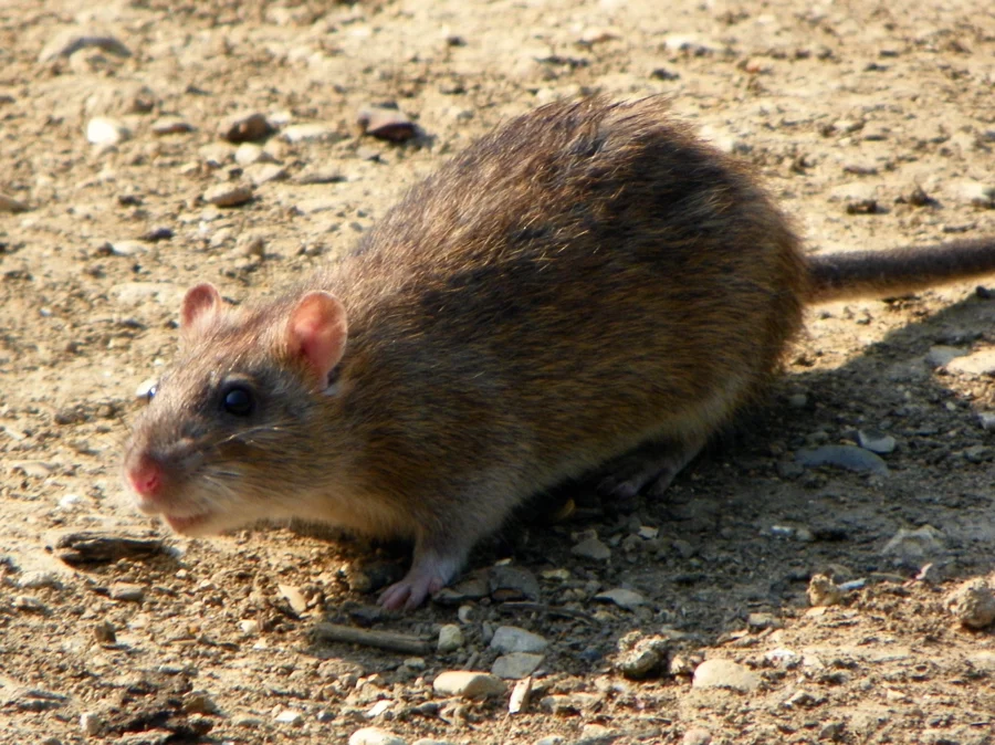 Rats identification reference