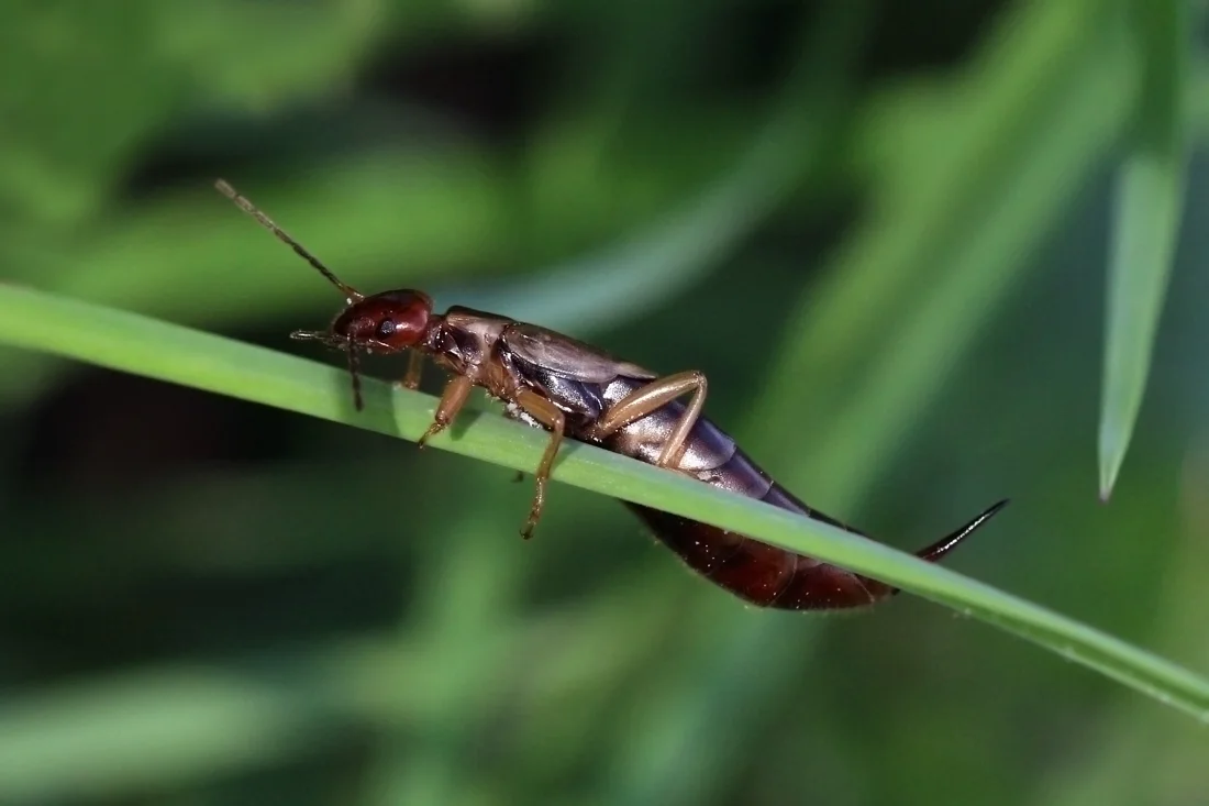 Earwigs identification reference