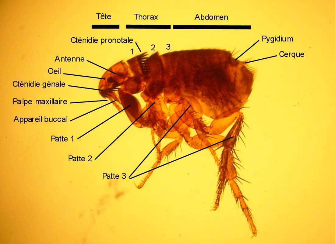 Fleas identification reference
