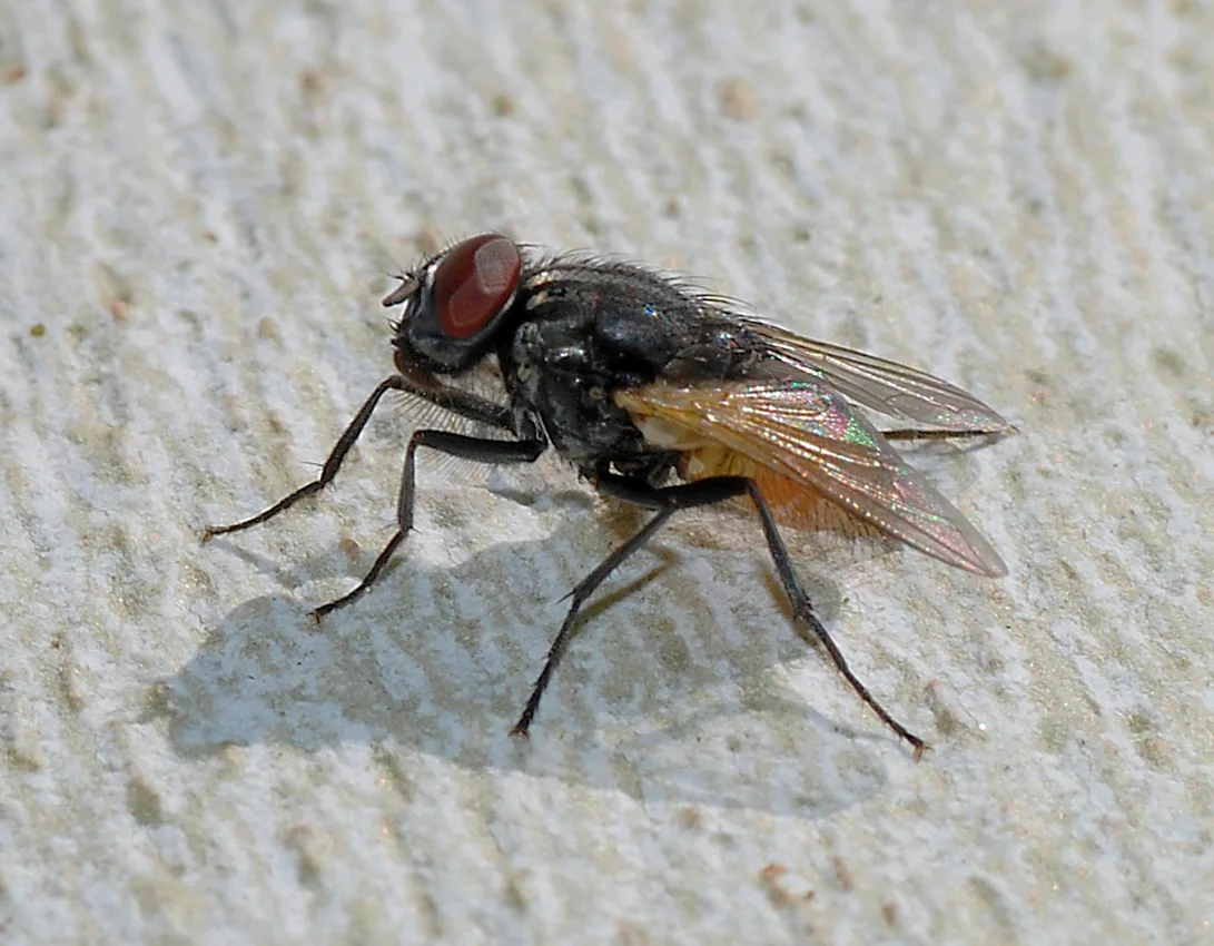 Flies identification reference