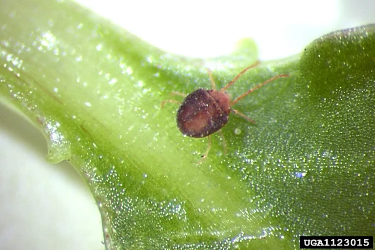 Mites identification reference
