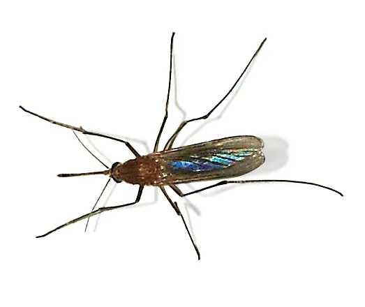 Mosquitoes identification reference