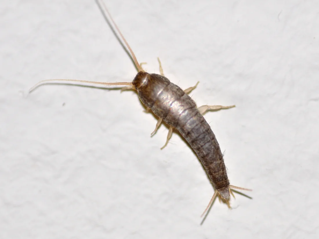 Silverfish identification reference