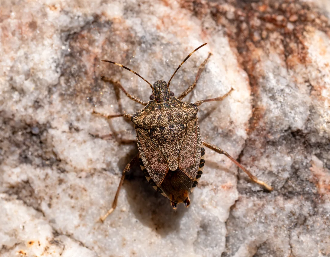 Stink bugs identification reference