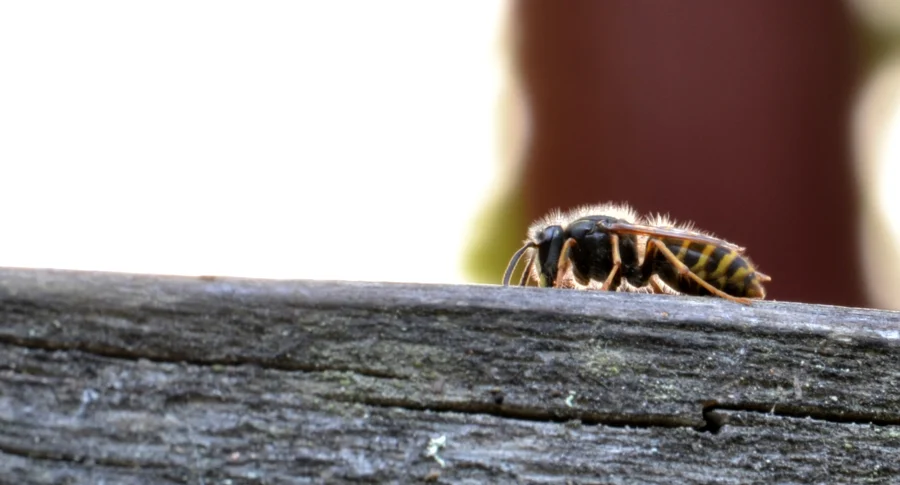 Wasps identification reference